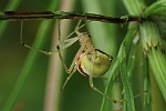 Gewhnliche Ovalspinne (Enoplognatha ovata)