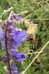 Braunkolbiger Dickkopffalter (Thymelicus sylvestris)