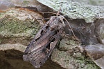 Schwarzes-C (Xestia cnigrum)