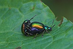 Ampferblattkfer (Gastroidea viridula)