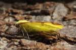 Gelbspanner (Opisthograptis luteolata)