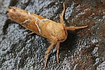 Ampfer-Wurzelbohrer (Triodia sylvina)