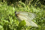 Baumweiling (Aporia crataegi)