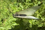 Baumweiling (Aporia crataegi)