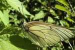 Baumweiling (Aporia crataegi)