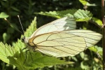 Baumweiling (Aporia crataegi)
