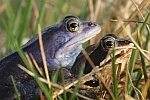 Moorfrosch (Rana arvalis)