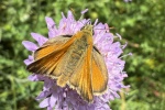 Braunkolbiger Dickkopffalter (Thymelicus sylvestris)