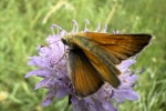 Braunkolbiger Dickkopffalter (Thymelicus sylvestris)