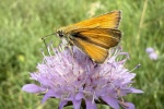 Braunkolbiger Dickkopffalter (Thymelicus sylvestris)