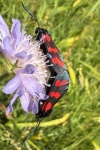 Sechsfleck-Widderchen (Zygaena filipendulae)