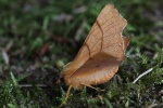Birken-Zackenrandspanner (Ennomos erosaria)