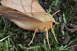 Birken-Zackenrandspanner (Ennomos erosaria)