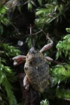 Eichelbohrer (Curculio glandium)