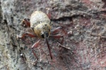 Eichelbohrer (Curculio glandium)