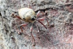 Eichelbohrer (Curculio glandium)