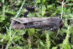 Ypsiloneule (Agrotis ipsilon)