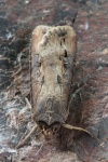 Ypsiloneule (Agrotis ipsilon)