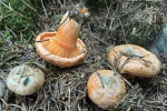 Fichtenreizker (Lactarius deterrimus) - essbar