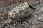 Lehmfarbige Graswurzeleule (Luperina testacea)