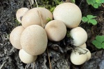 Birnen-St�ubling (Lycoperdon pyriforme)