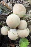 Birnen-St�ubling (Lycoperdon pyriforme) - essbar