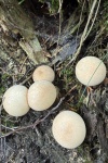 Birnen-St�ubling (Lycoperdon pyriforme) - essbar