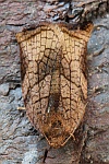 Eschenzwieselwickler (Archips podana)