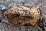 Eschenzwieselwickler (Archips podana)