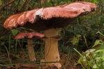 Rotbraune Riesentruschling (Stropharia rugosoannulata)