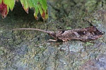 Gebuchtete Marmorflgel-Kcherfliege (Glyphotaelius pellucidus)