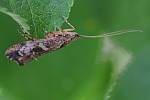 Gebuchtete Marmorflgel-Kcherfliege (Glyphotaelius pellucidus)