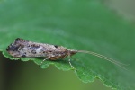 Gebuchtete Marmorflgel-Kcherfliege (Glyphotaelius pellucidus)