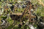 Warzenbei�er (Decticus verrucivorus) - M�nnchen