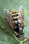Groe Torfschwebfliege (Sericomyia silentis)