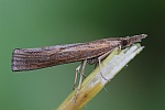 Orangebrauner Grasznsler (Pediasia contaminella)