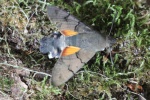 Taubenschwanz (Macroglossum stellatarum)