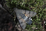 Taubenschwanz (Macroglossum stellatarum)