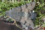 Taubenschwanz (Macroglossum stellatarum)