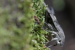 Taubenschwanz (Macroglossum stellatarum)