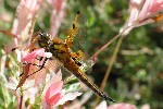 Vierfleck (Libellula quadrimaculata)