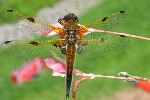 Vierfleck (Libellula quadrimaculata)