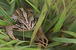 Moorfrosch (Rana arvalis)