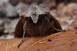 Baja-Bodeneule (Xestia baja)