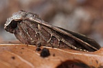 Baja-Bodeneule (Xestia baja)