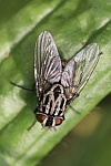 Gefleckte Hausfliege (Graphomya maculata)