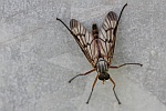 Gemeine Schnepfenfliege (Rhagio scolopaceus)