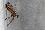 Gemeine Schnepfenfliege (Rhagio scolopaceus)