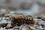 Ampfer-Rindeneule (Acronicta rumicis)