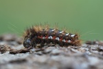 Ampfer-Rindeneule (Acronicta rumicis)